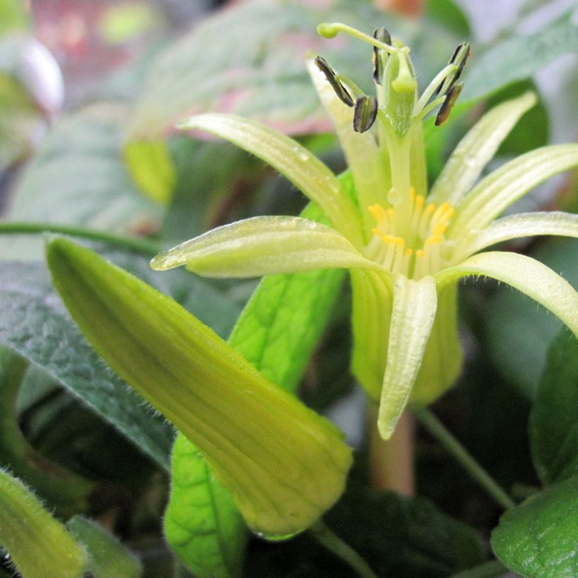 Passiflora citrina - Passiebloem (Bloei)