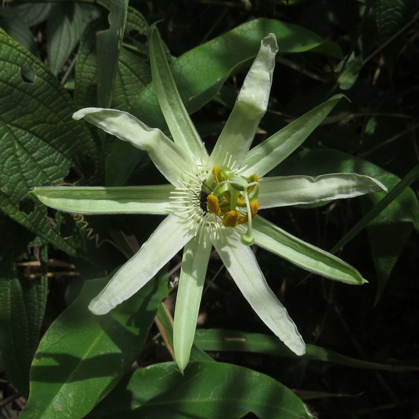 Passiflora mucronata - Passiebloem (Flowering)