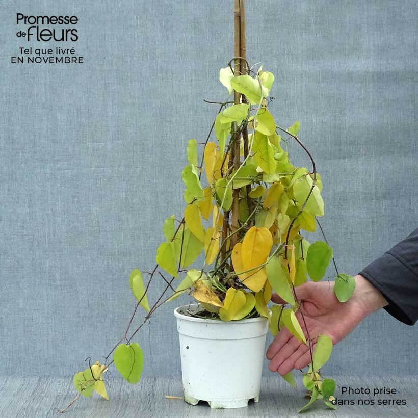 Exemplaar van Passiflora mucronata - Passiebloem Pot van 2 l/3 l zoals geleverd in de herfst