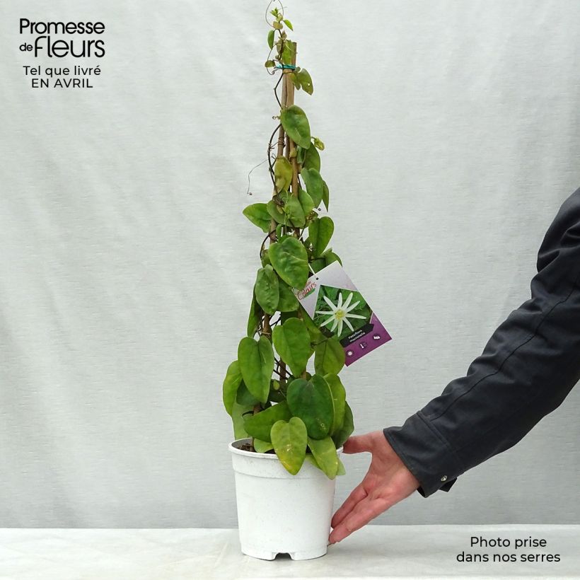 Example of Passiflora mucronata - Passiebloem Pot van 2 l/3 l as you get in printemps