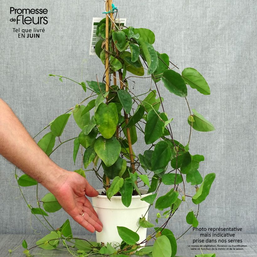 Exemplaar van Passiflora mucronata - Passiebloem Pot van 2 l/3 l zoals geleverd in de zomer