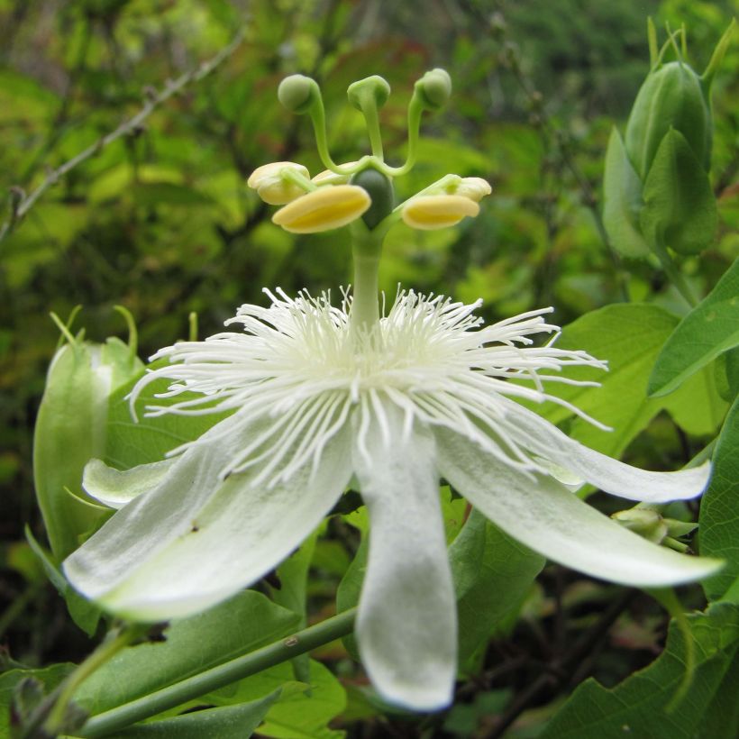 Passiflora subpeltata - Witte passiebloem (Flowering)