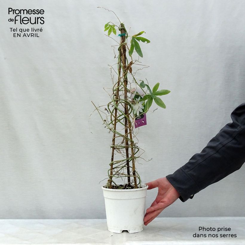 Example of Passiflora subpeltata - Witte passiebloem Pot van 2 l/3 l as you get in printemps