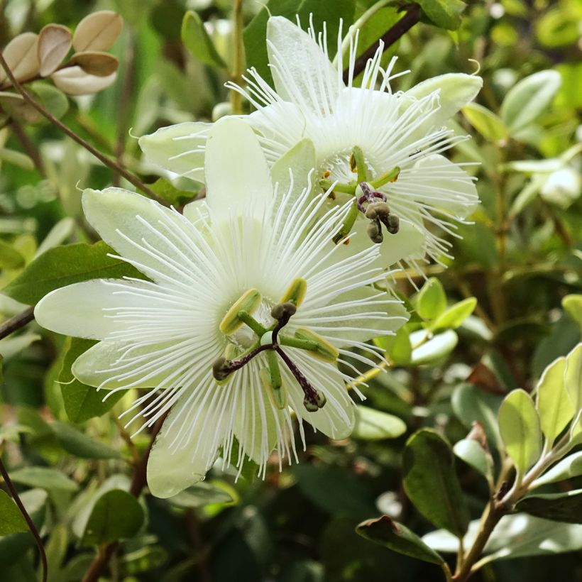 Passiflora subpeltata - Witte passiebloem (Bloei)