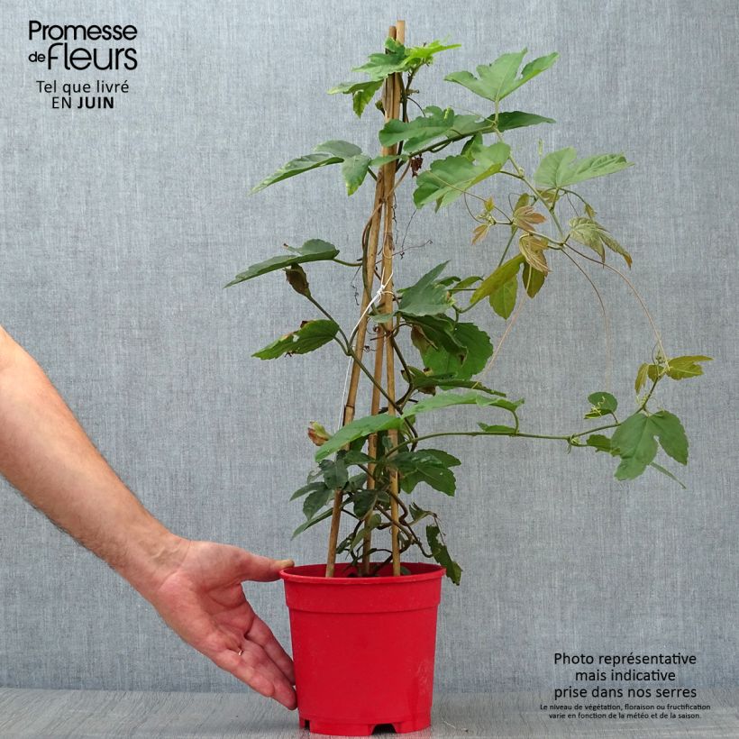 Exemplaar van Passiflora vitifolia - Passiebloem Pot van 2 l/3 l zoals geleverd in de zomer
