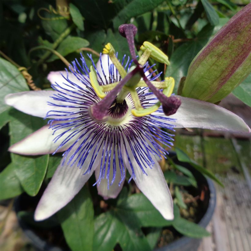 Passiflora Amethyst wit - Passiebloem (Bloei)