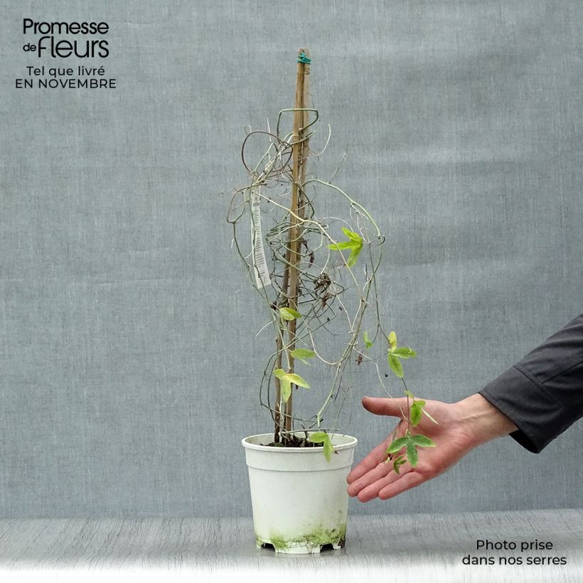 Exemplaar van Passiflora Amethyst wit - Passiebloem Pot van 2 l/3 l zoals geleverd in de herfst