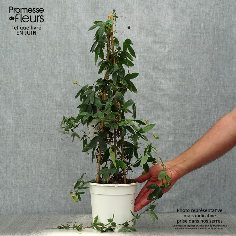 Exemplaar van Passiflora Amethyst wit - Passiebloem Pot van 2 l/3 l zoals geleverd in de zomer