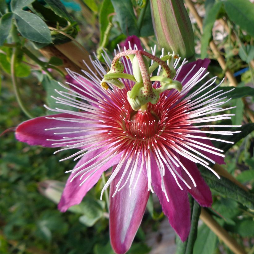 Passiflora Anastasia - Passiebloem (Flowering)