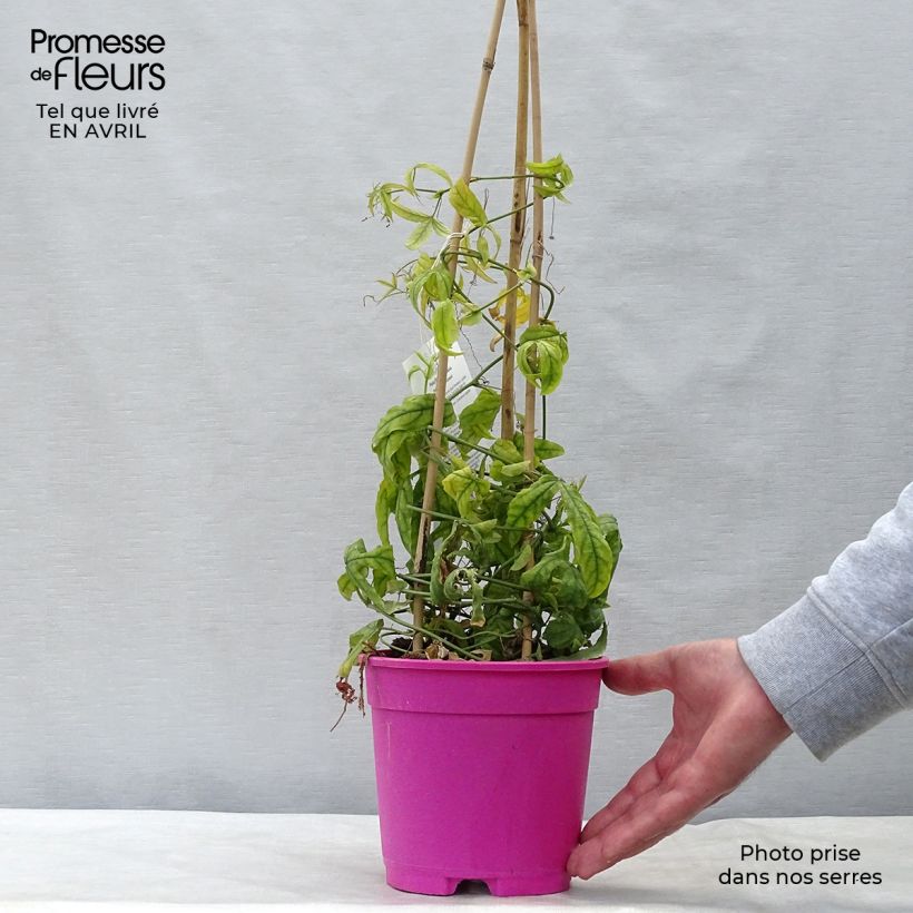 Example of Passiflora Anastasia - Passiebloem Pot van 2 l/3 l as you get in printemps