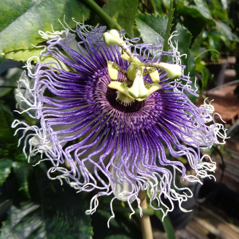 Passiflora Byron Beauty - Passiebloem (Bloei)