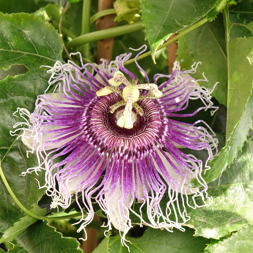 Passiflora Byron Beauty - Passiebloem (Bloei)