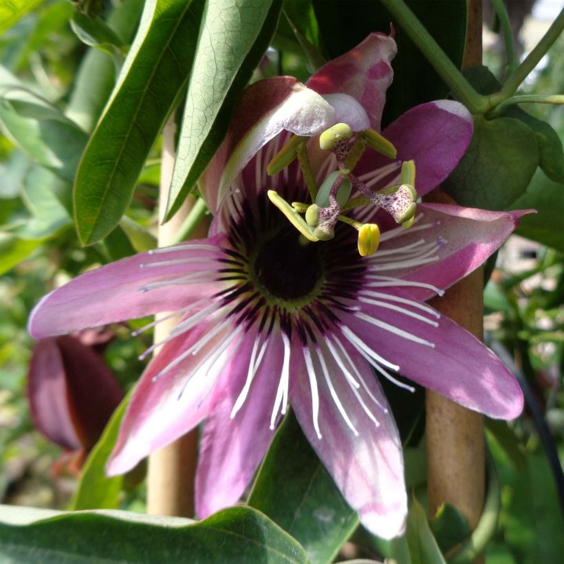 Passiflora caerulea x racemosa - Passiebloem (Bloei)