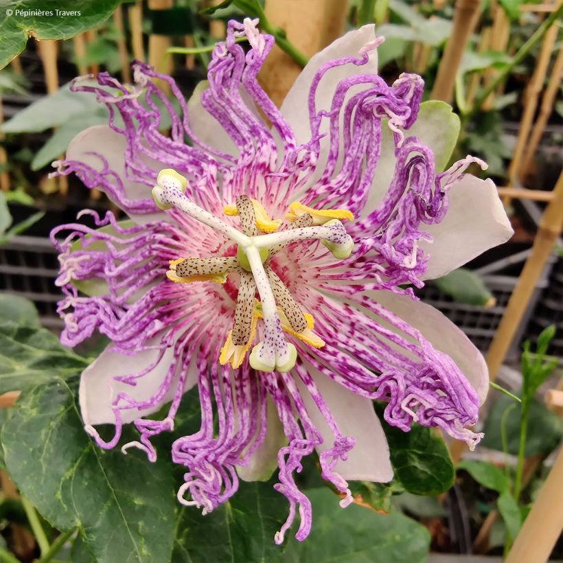 Passiflora Eia popeia - Passiebloem (Bloei)