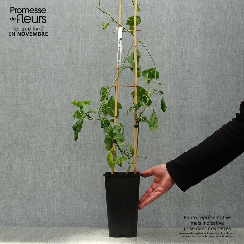 Exemplaar van Passiflora Eia popeia - Passiebloem Pot van 2 l/3 l zoals geleverd in de herfst