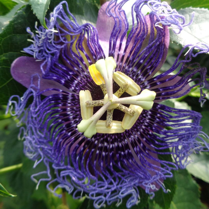 Passiflora Essenza - Passiebloem (Bloei)