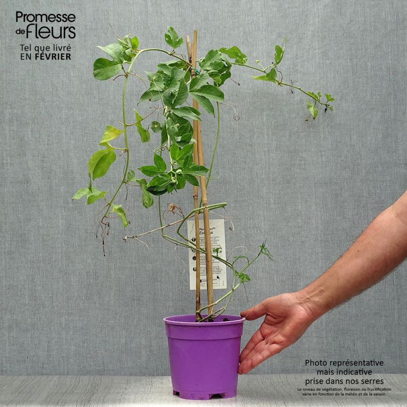 Exemplaar van Passiflora Essenza - Passiebloem Pot van 2 l/3 l zoals geleverd in de herfst