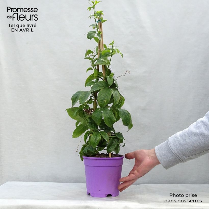 Exemplaar van Passiflora Essenza - Passiebloem Pot van 2 l/3 l zoals geleverd in de lente