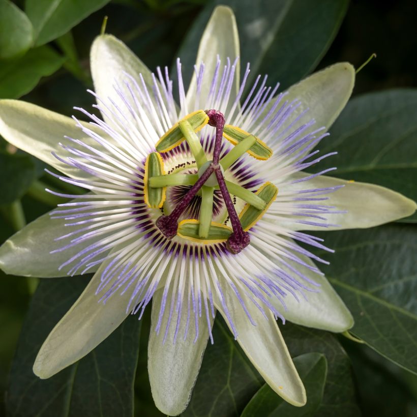 Passiflora caerulea Clear Sky - Blauwe passiebloem (Bloei)