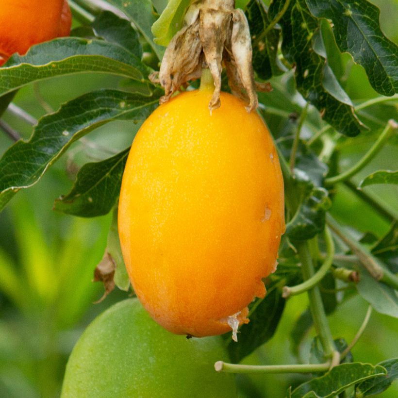 Passiflora caerulea Clear Sky - Blauwe passiebloem (Oogst)