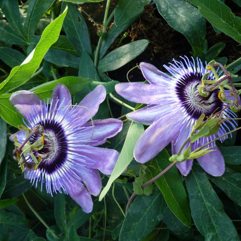 Passiflora Lady Betty Myles Young - Passiebloem (Bloei)