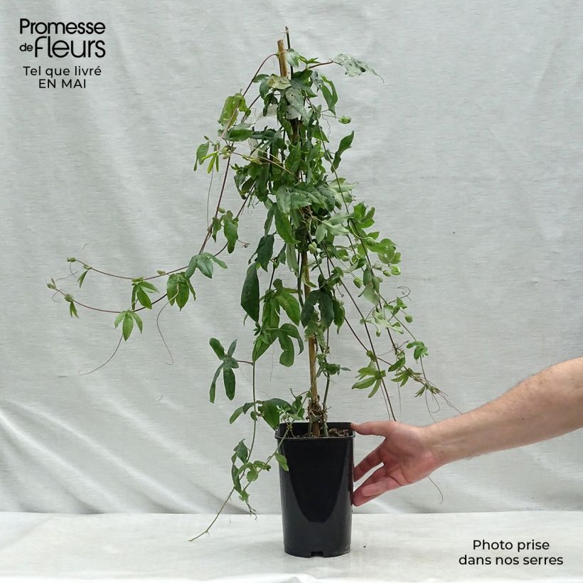 Exemplaar van Passiflora Lady Betty Myles Young - Passiebloem Pot van 3 l/4 l zoals geleverd in de lente