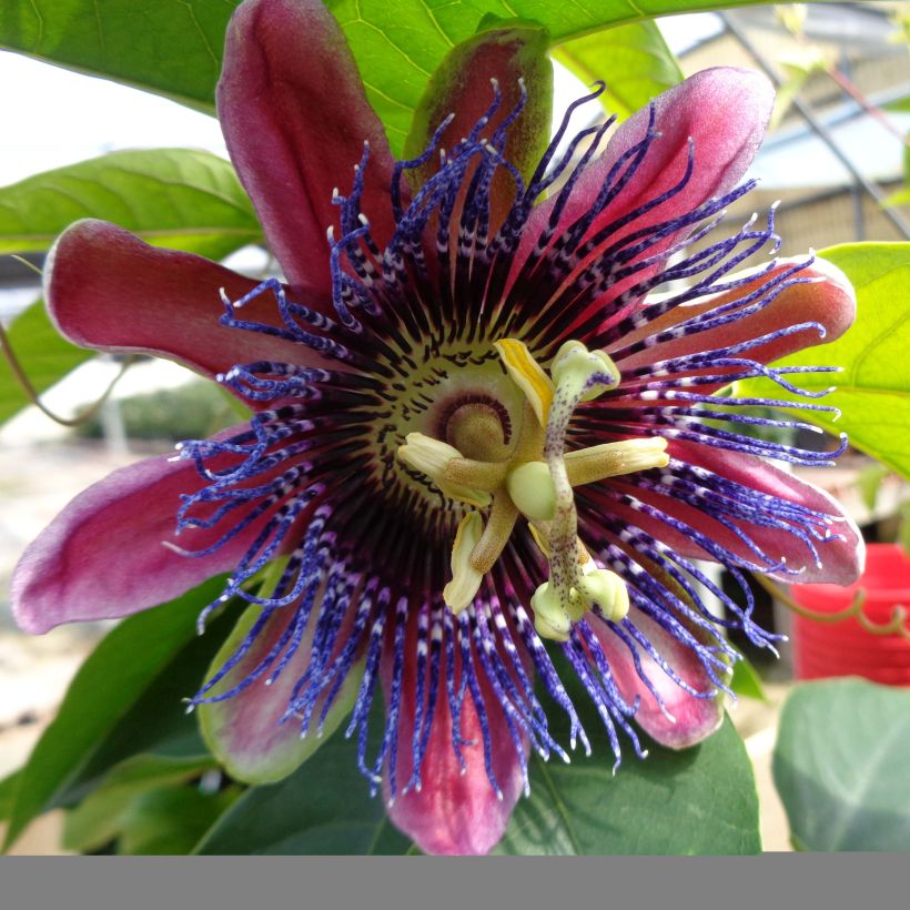 Passiflora Marijke - Passiebloem (Bloei)