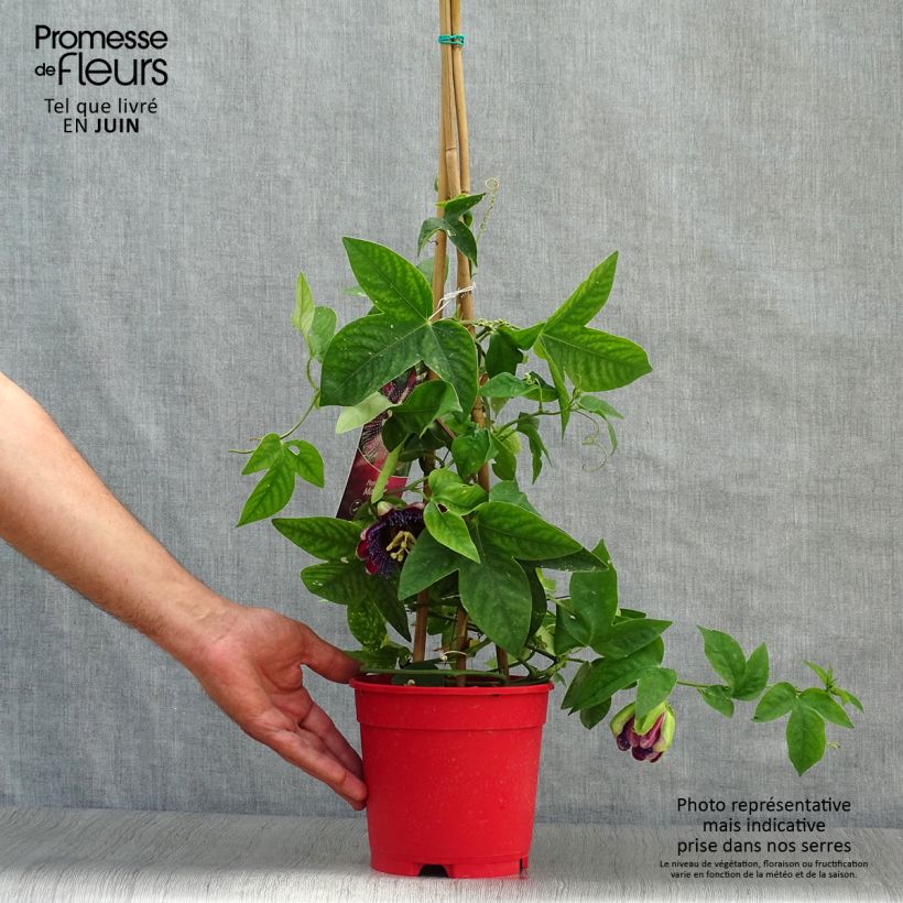 Exemplaar van Passiflora Marijke - Passiebloem Pot van 2 l/3 l zoals geleverd in de zomer