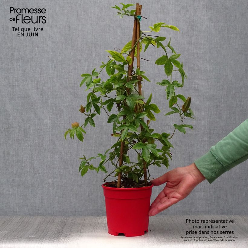 Exemplaar van Passiflora Michael - Passiebloem Pot van 2 l/3 l zoals geleverd in de zomer