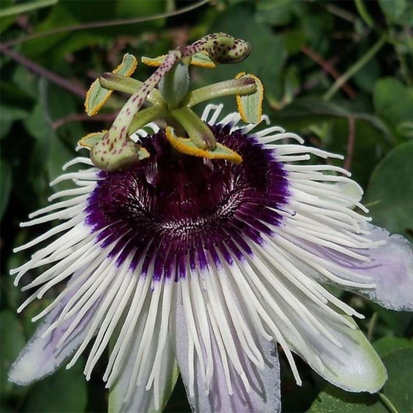Passiflora Panda - Passiebloem (Flowering)