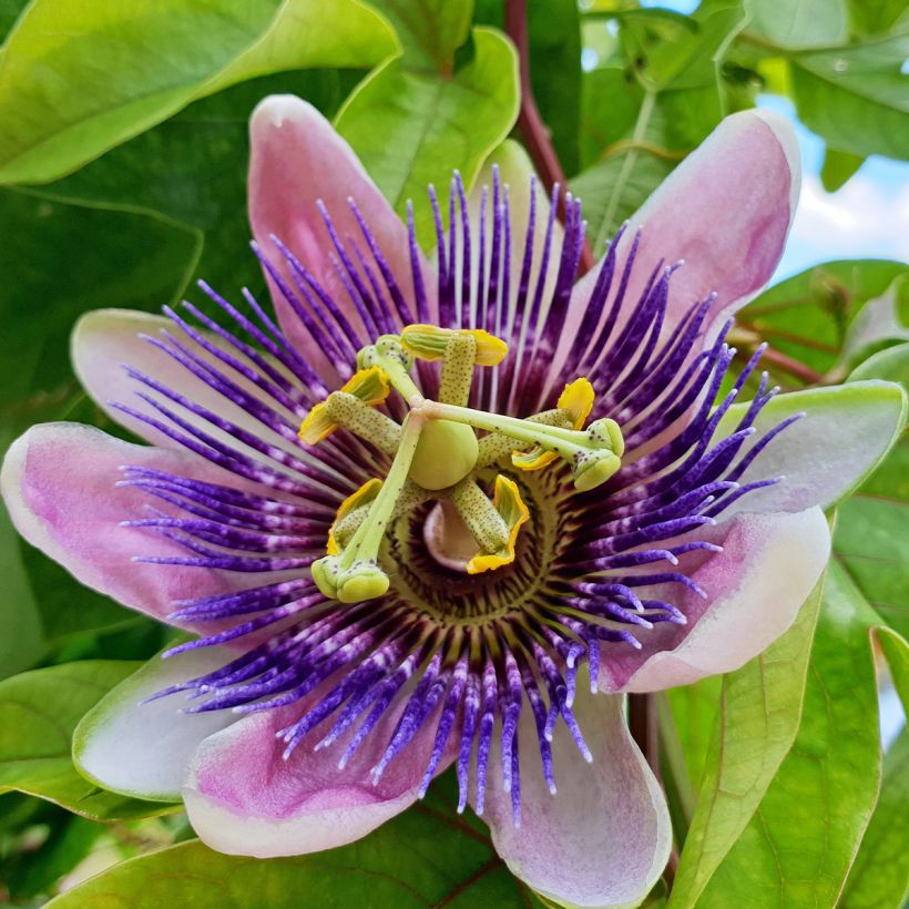 Passiflora Impératrice Eugénie - Passiebloem (Bloei)