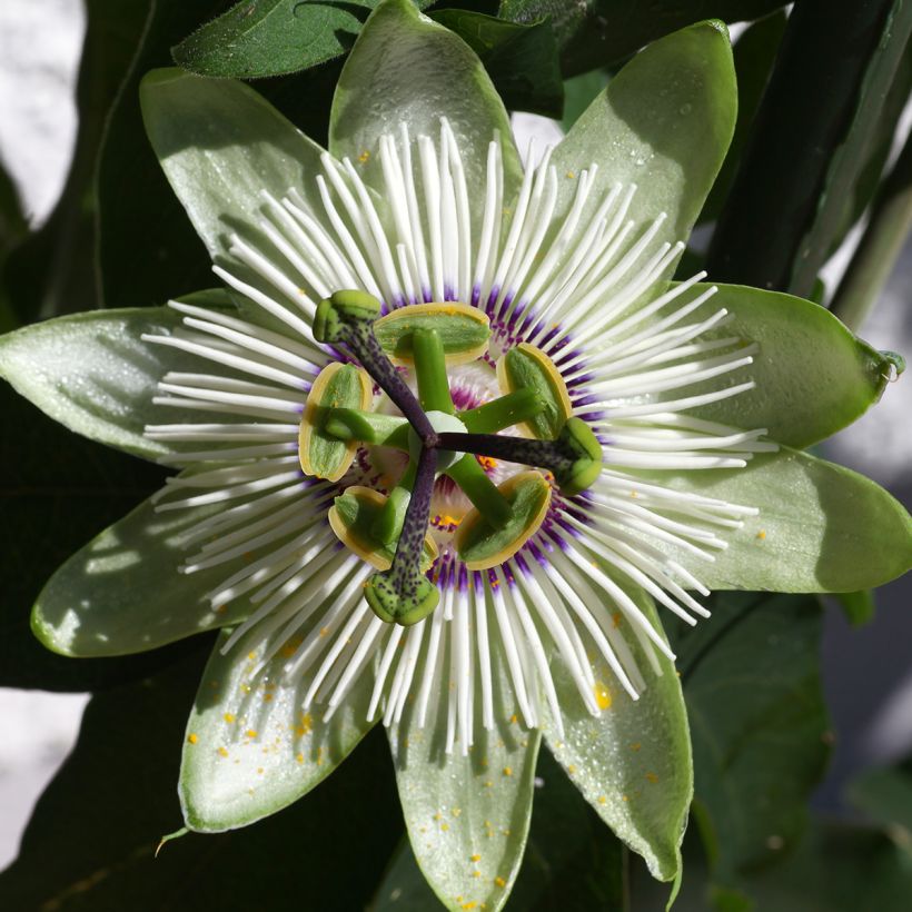 Passiflora White lightening - Passiebloem (Bloei)