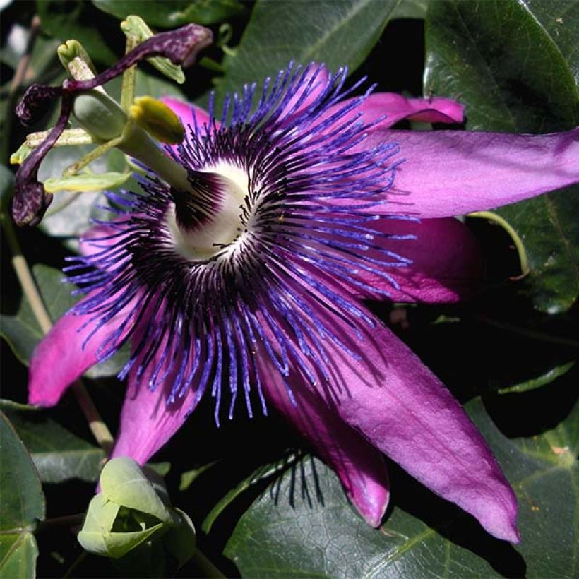 Passiflora Purple Passion - Passiebloem (Bloei)
