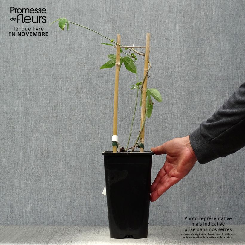 Exemplaar van Passiflora Purple Passion - Passiebloem Pot van 2 l/3 l zoals geleverd in de herfst