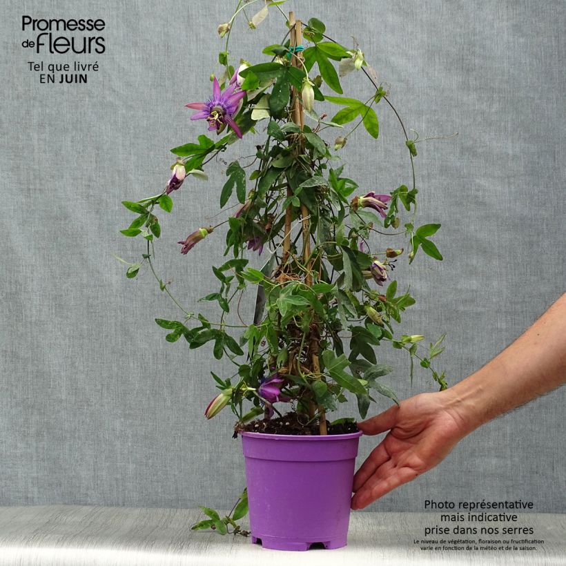 Exemplaar van Passiflora Purple Passion - Passiebloem Pot van 2 l/3 l zoals geleverd in de zomer