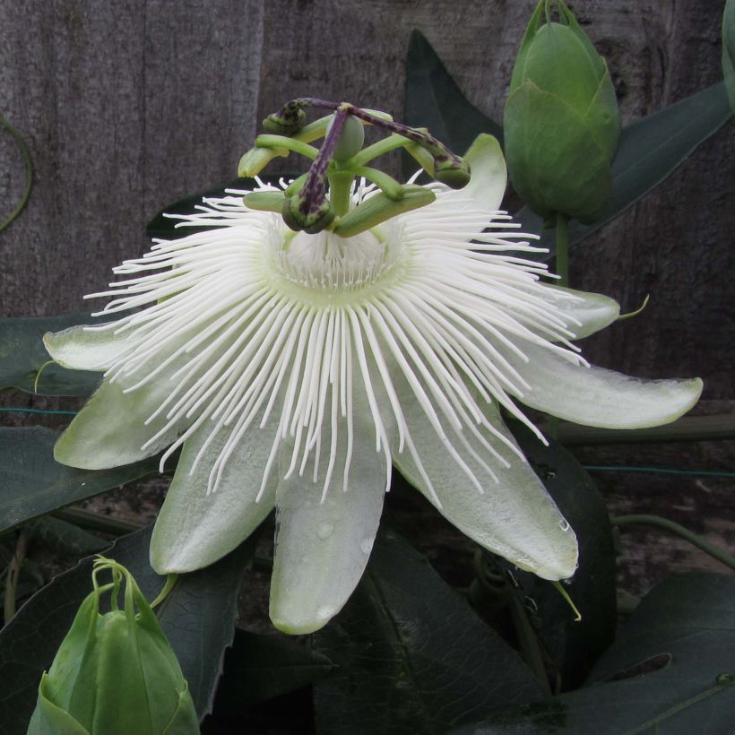 Passiflora Snow Queen - Passiebloem (Bloei)