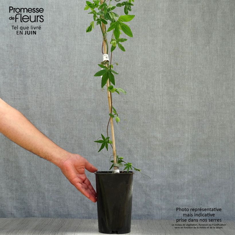 Exemplaar van Passiflora Snow Queen - Passiebloem Pot van 2 l/3 l zoals geleverd in de zomer