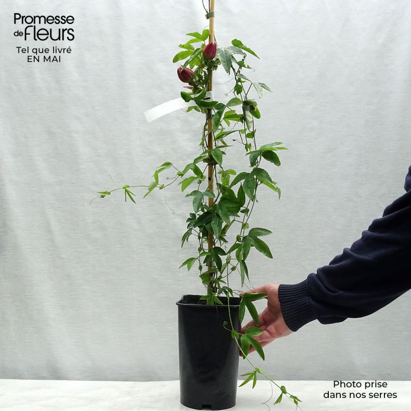 Example of Passiflora Victoria - Passiebloem Pot van 2 l/3 l as you get in printemps