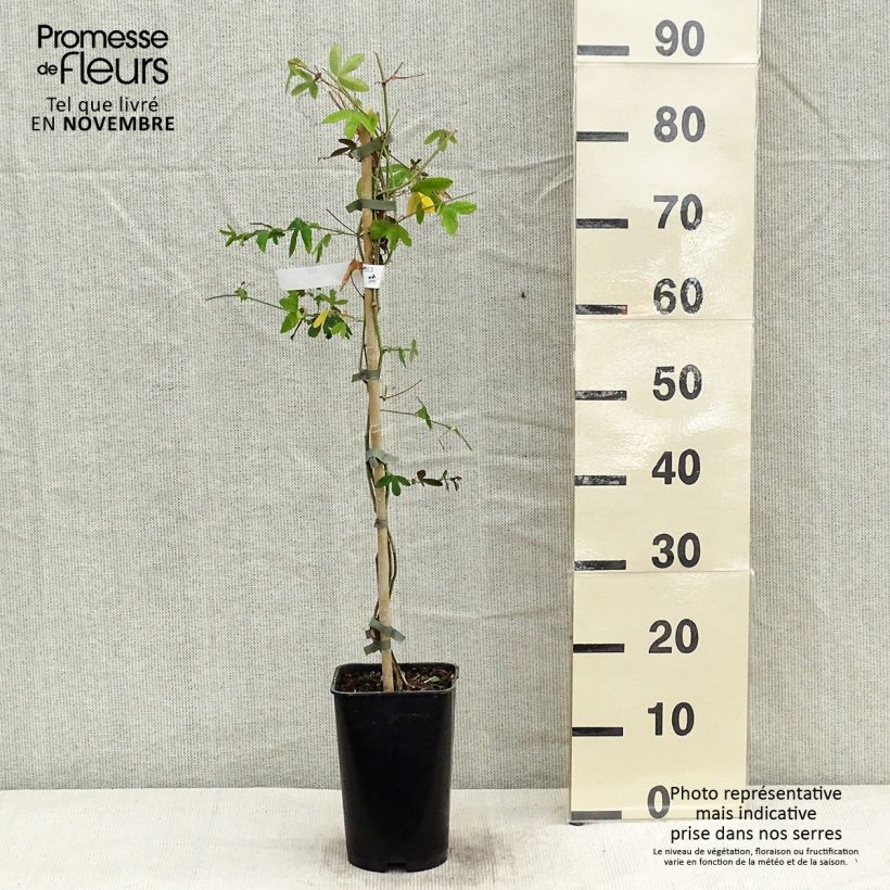 Exemplaar van Passiflora Violacea - Passiebloem Pot van 2 l/3 l zoals geleverd in de herfst