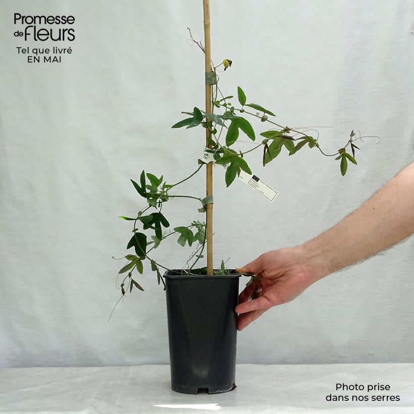 Exemplaar van Passiflora Violacea - Passiebloem Pot van 2 l/3 l zoals geleverd in de lente