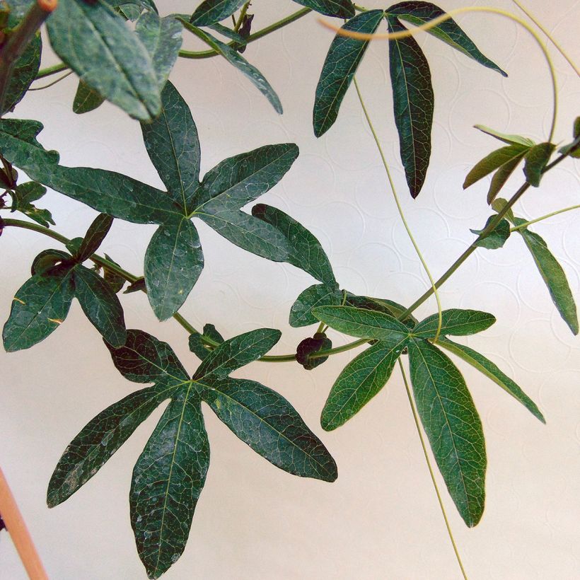 Passiflora caerulea Constance Elliot - Blauwe passiebloem (Blad)