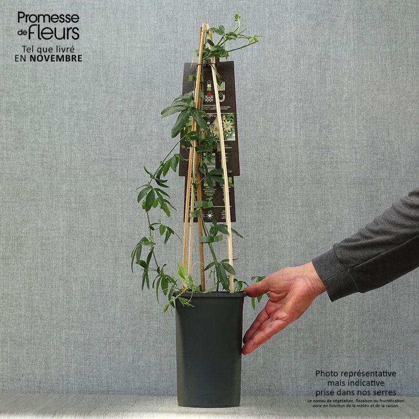 Exemplaar van Passiflora caerulea Constance Elliot - Blauwe passiebloem Pot van 2 l/3 l zoals geleverd in de herfst