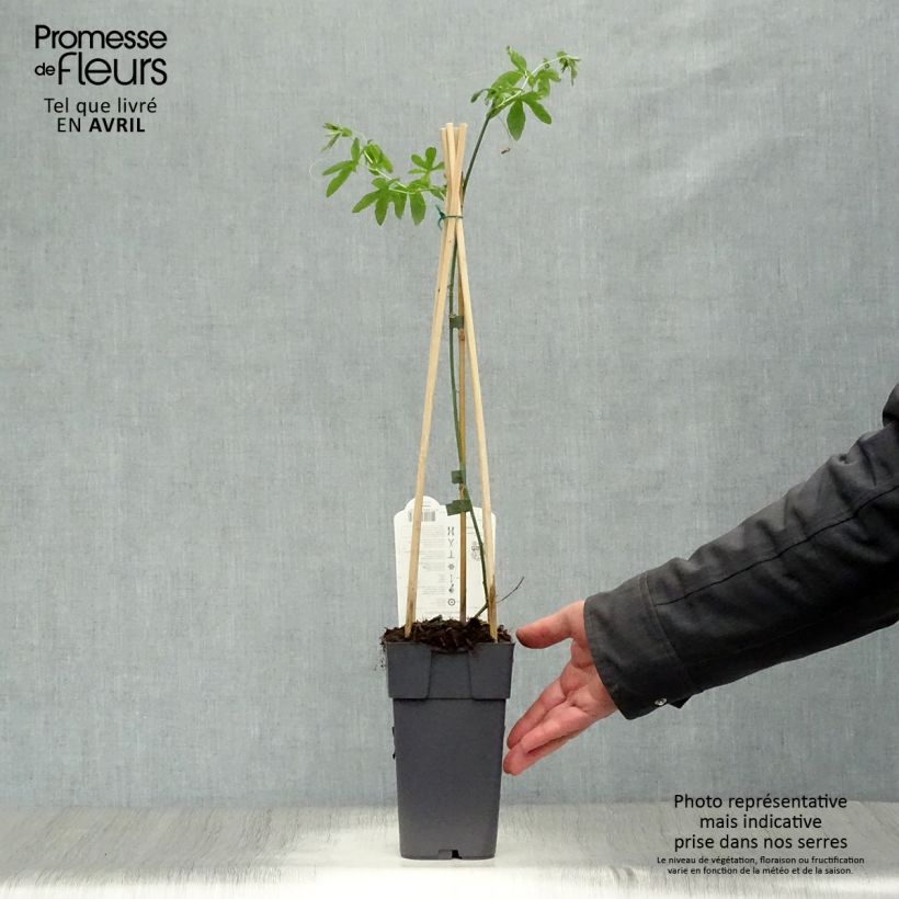 Exemplaar van Passiflora caerulea Constance Elliot - Blauwe passiebloem Pot van 2 l/3 l zoals geleverd in de lente