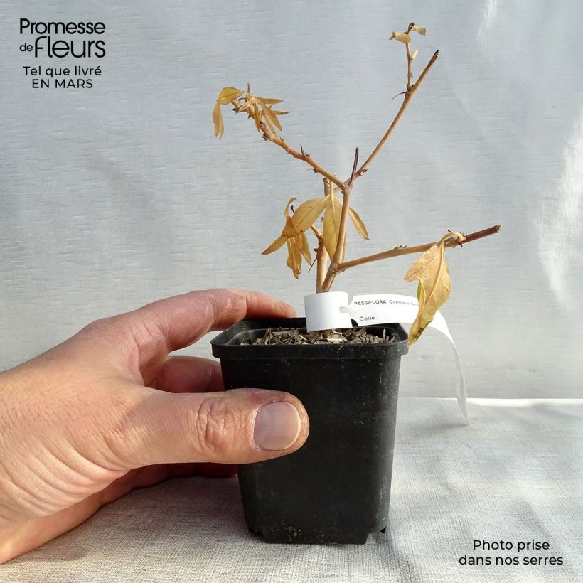 Exemplaar van Passiflora caerulea - Blauwe passiebloem Kweekpotje van 8/9 cm zoals geleverd in de lente