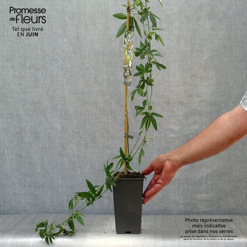 Exemplaar van Passiflora caerulea - Blauwe passiebloem Pot van 2 l/3 l zoals geleverd in de zomer