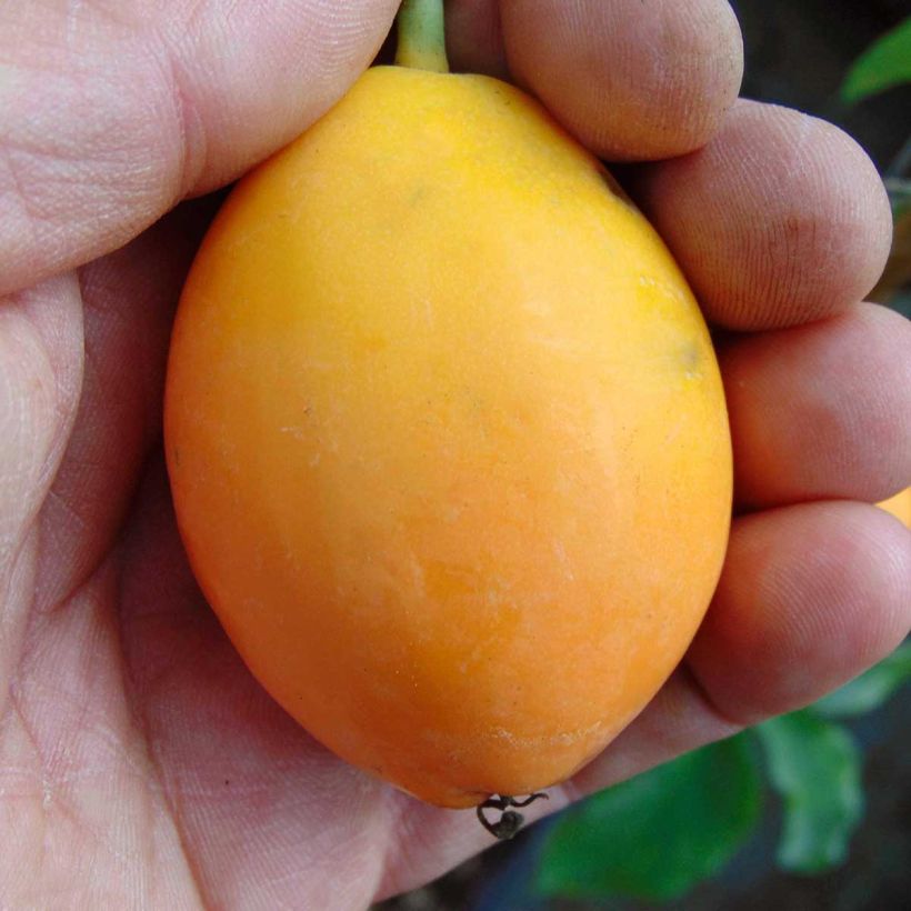 Passiflora caerulea Purple Haze - Blauwe passiebloem (Harvest)