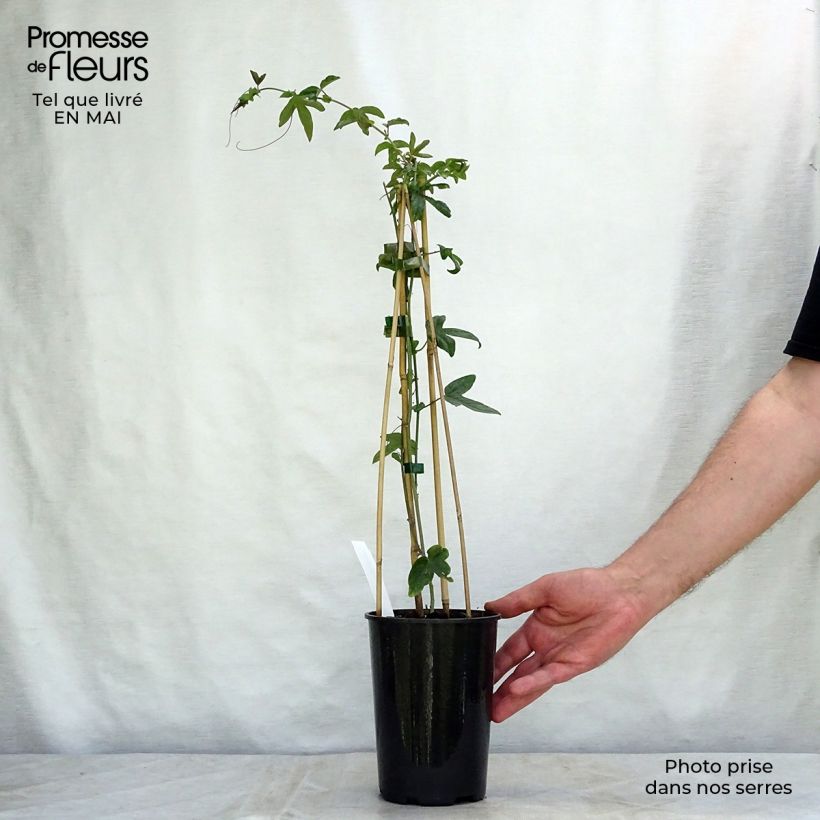 Example of Passiflora caerulea Purple Haze - Blauwe passiebloem Pot van 2 l/3 l as you get in printemps