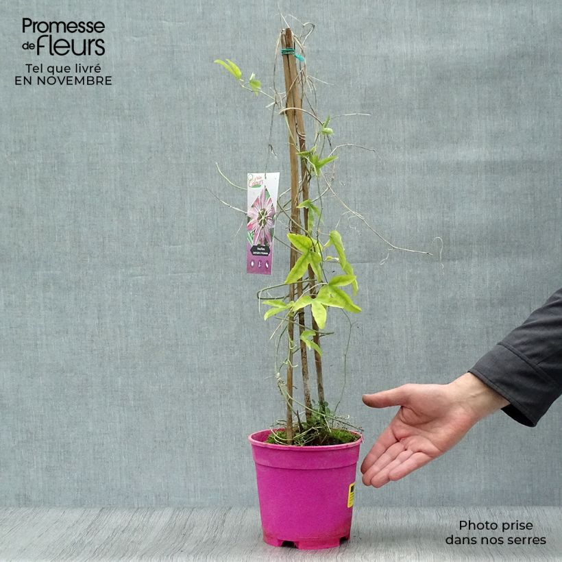 Exemplaar van Passiflora caerulea x racemosa - Passiebloem Pot van 2 l/3 l zoals geleverd in de herfst