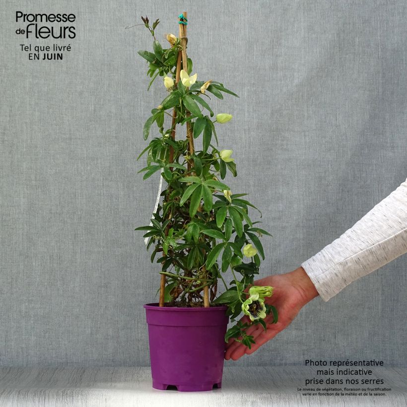 Exemplaar van Passiflora caerulea x racemosa - Passiebloem Pot van 2 l/3 l zoals geleverd in de zomer