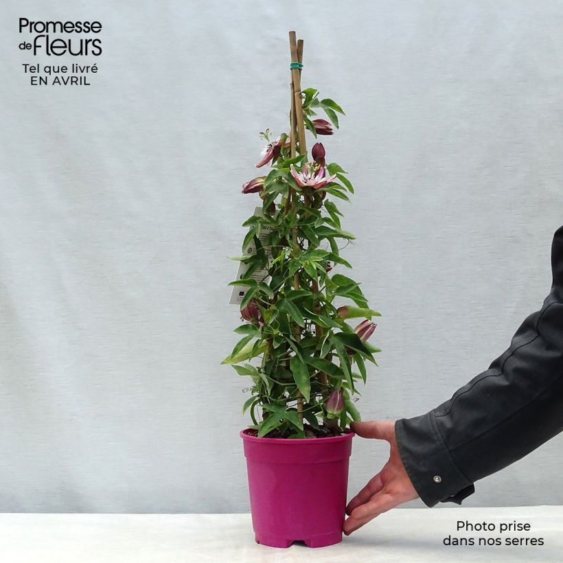 Exemplaar van Passiflora caerulea x racemosa - Passiebloem Pot van 2 l/3 l zoals geleverd in de lente